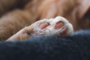中学受験に向けて睡眠リズムを整える方法は？