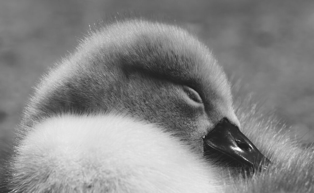 睡眠における食事の影響とは何か？